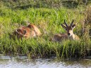 Reedbuck