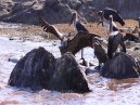 Vultures and Storks
