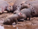 Baby Hippos