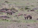 Bat Eared Fox