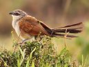 Coucal