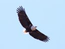 Fish Eagle