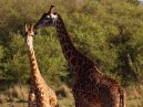 Giraffes