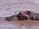 Hippo Head