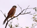 Lesser Kestrel