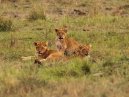 Lion Cubs