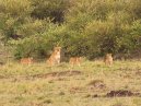 Lion Cubs