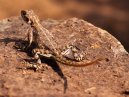 Lizard4