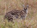 Serval Cat