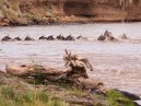 WilderbeastCrossing