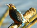 Kingfisher