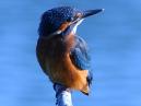Kingfisher
