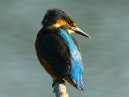 Kingfisher