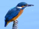 Kingfisher