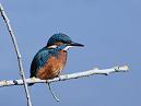 Kingfisher