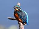 Kingfisher