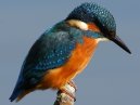 Kingfisher