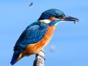 Kingfisher