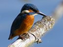 Kingfisher