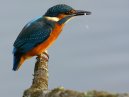 Kingfisher