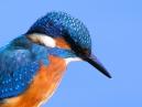 Kingfisher