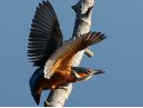 Angry Kingfisher