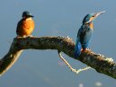 Pair of Kingfishers