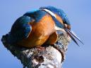 Scratching Kingfisher