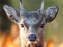 Animals 3