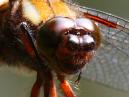 Insects