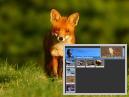 Animal Photos