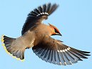 Birds 10