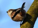Birds 2