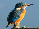 Kingfishers