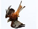 RedKites