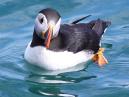 Skomer 2010