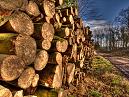 Bentley Wood 2012