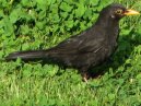 Blackbird