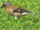 Chaffinch