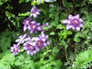 Clemati 18/06/06