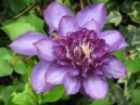 Clematis 18/06/06