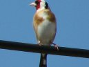 Goldfinch