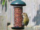 Greenfinch 18/06/06