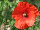 Poppy 18/06/06
