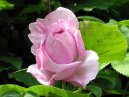 Rose 18/06/06