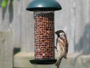 Sparrow 18/06/06