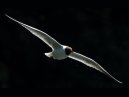 Black Headed Gull