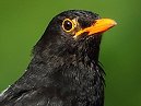 Blackbird