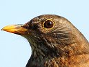 Blackbird