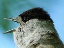 Blackcap